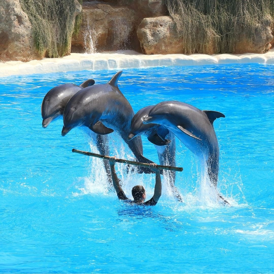 Antalya Dolphin Show